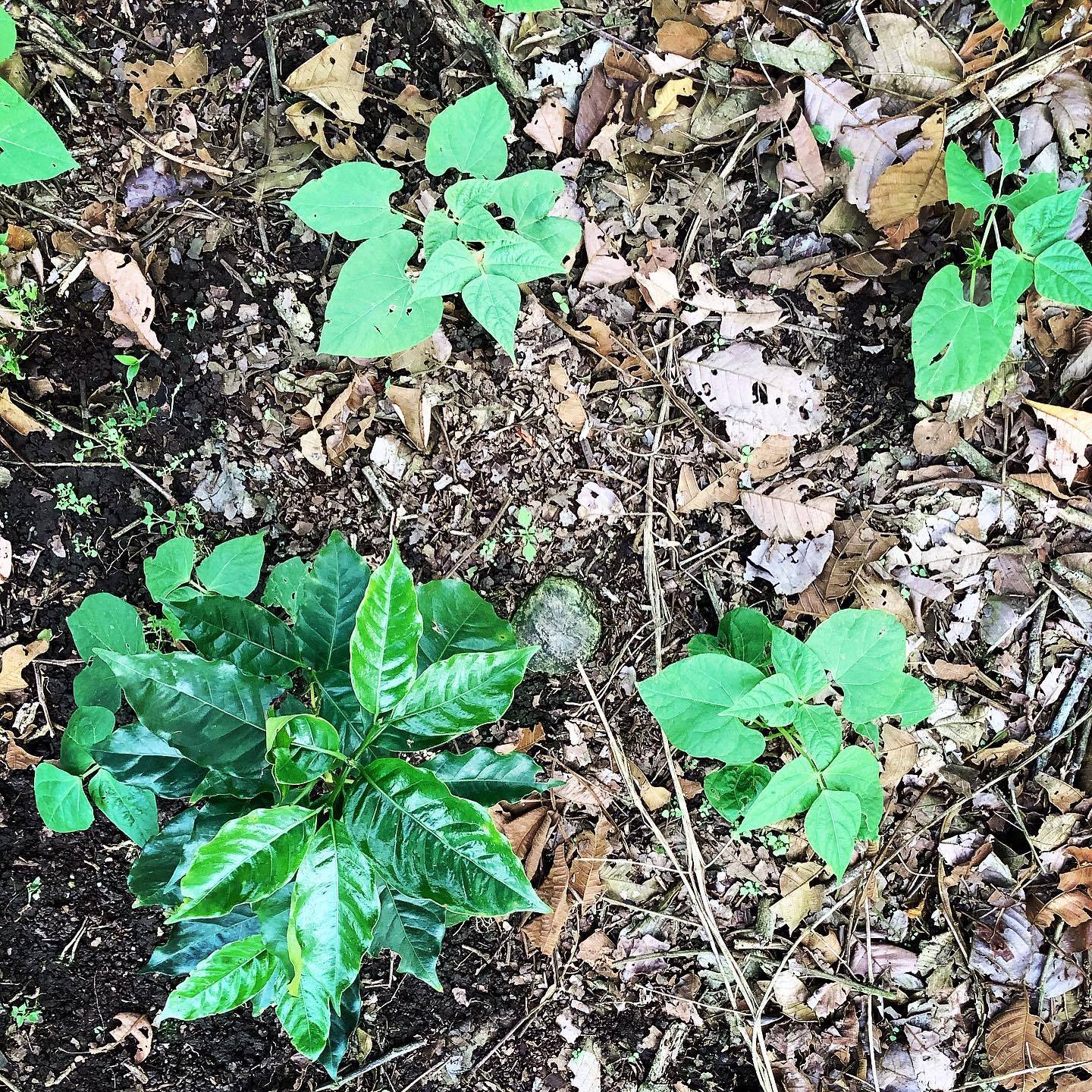 Intercropping Coffee With Beans For Sustainable Farming