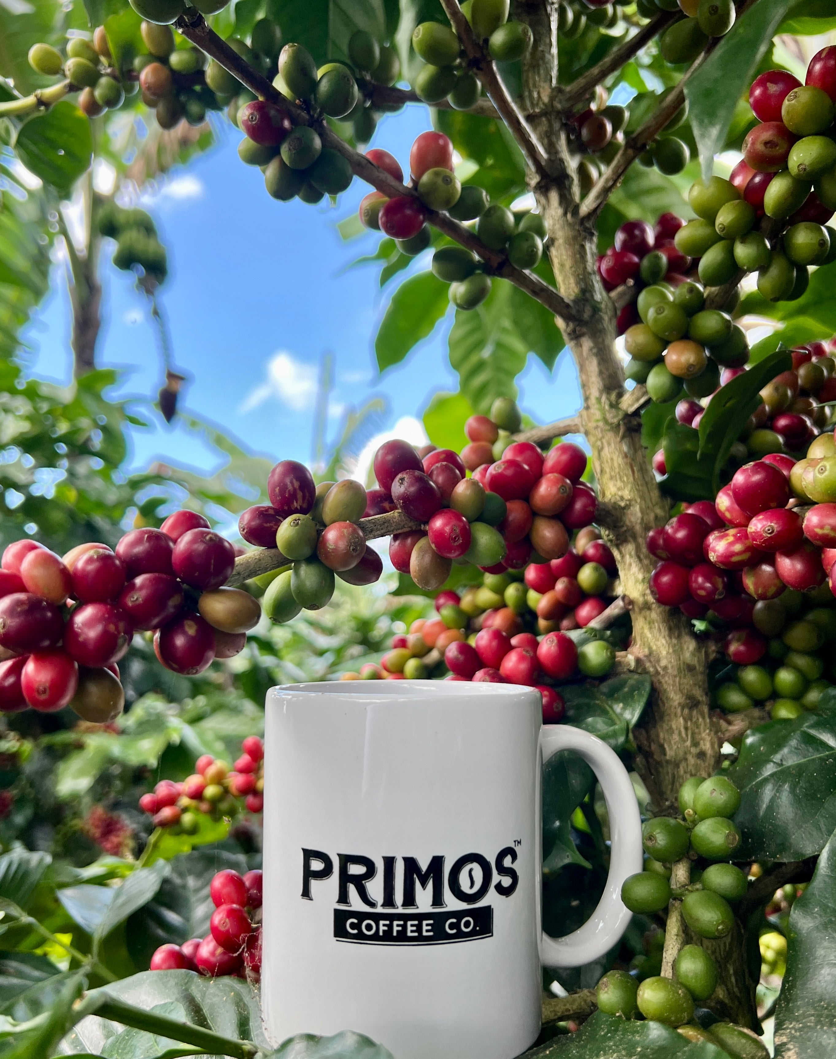 Coffee cherry fruit unroasted 