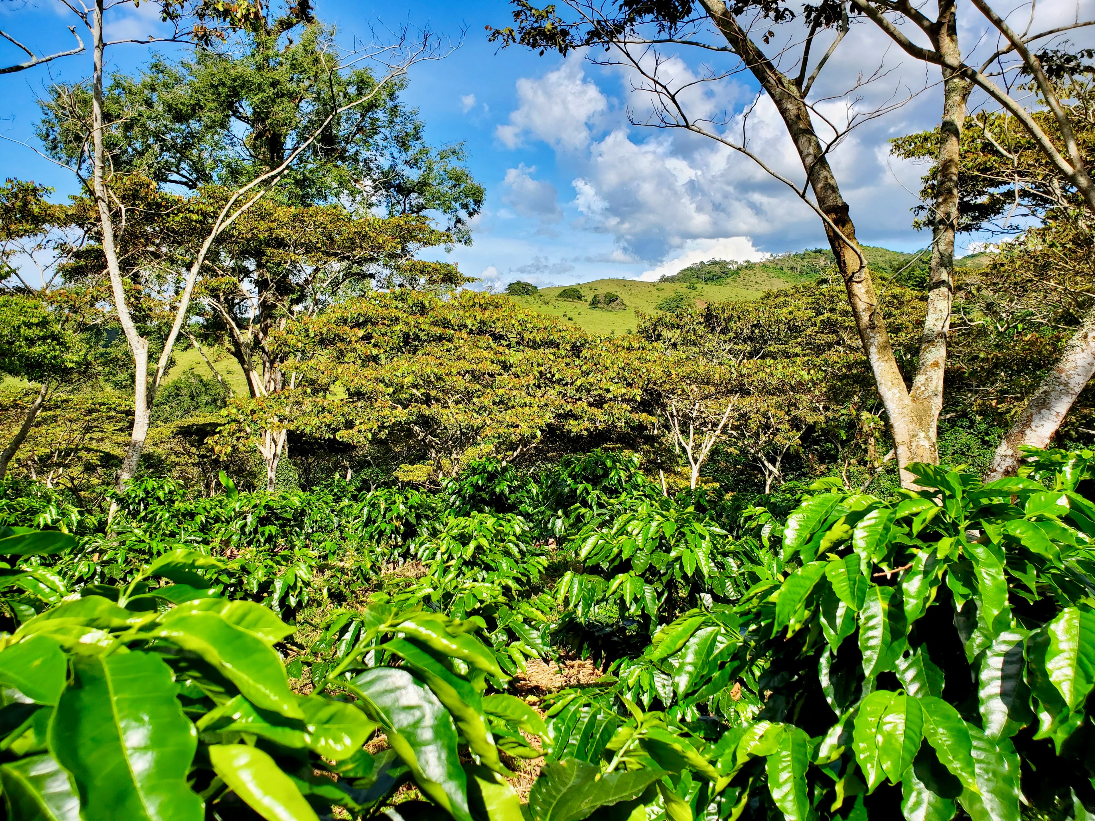 Terroir & Coffee